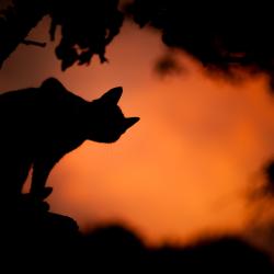 silhouette of black cat against an orange sunset 