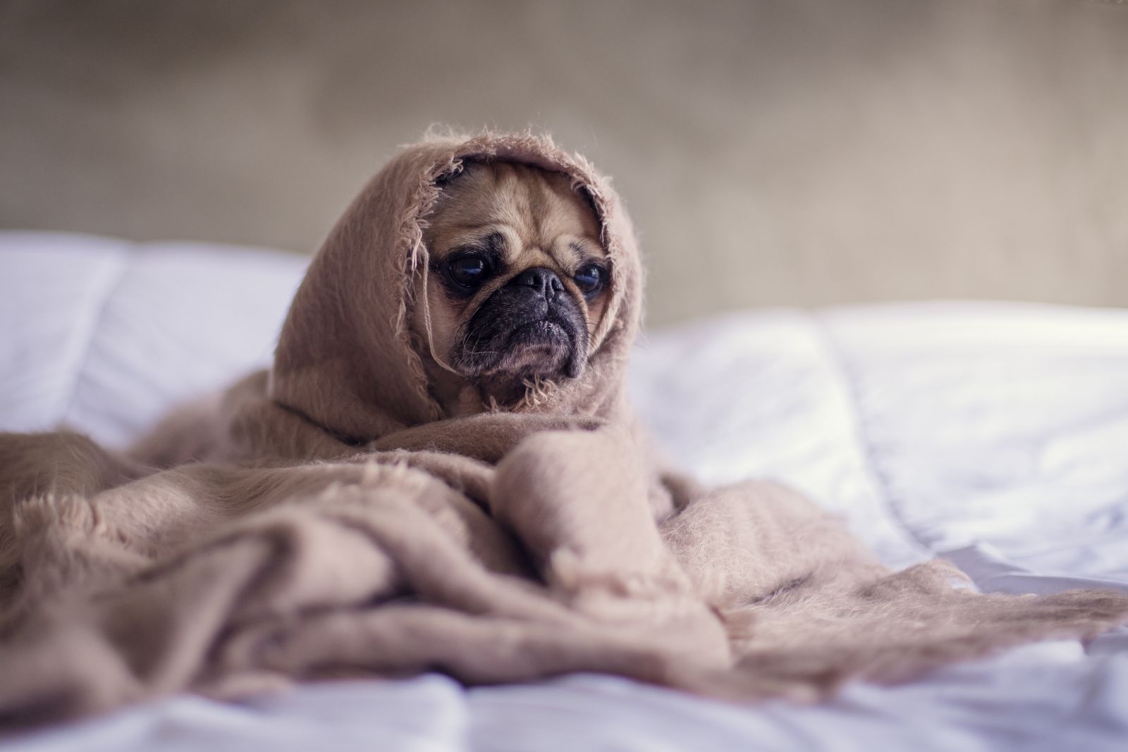 Pug in blanket