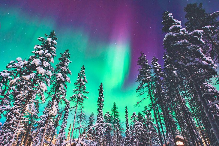 aurora borealis, or northern lights, in purple, teal over pine trees with snow on the branches