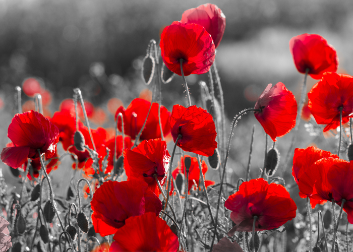 A field of poppies