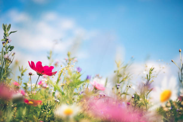 red and white flowers under a clear blue sky